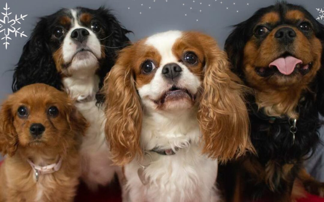 Festive Doggy Market, 5th November