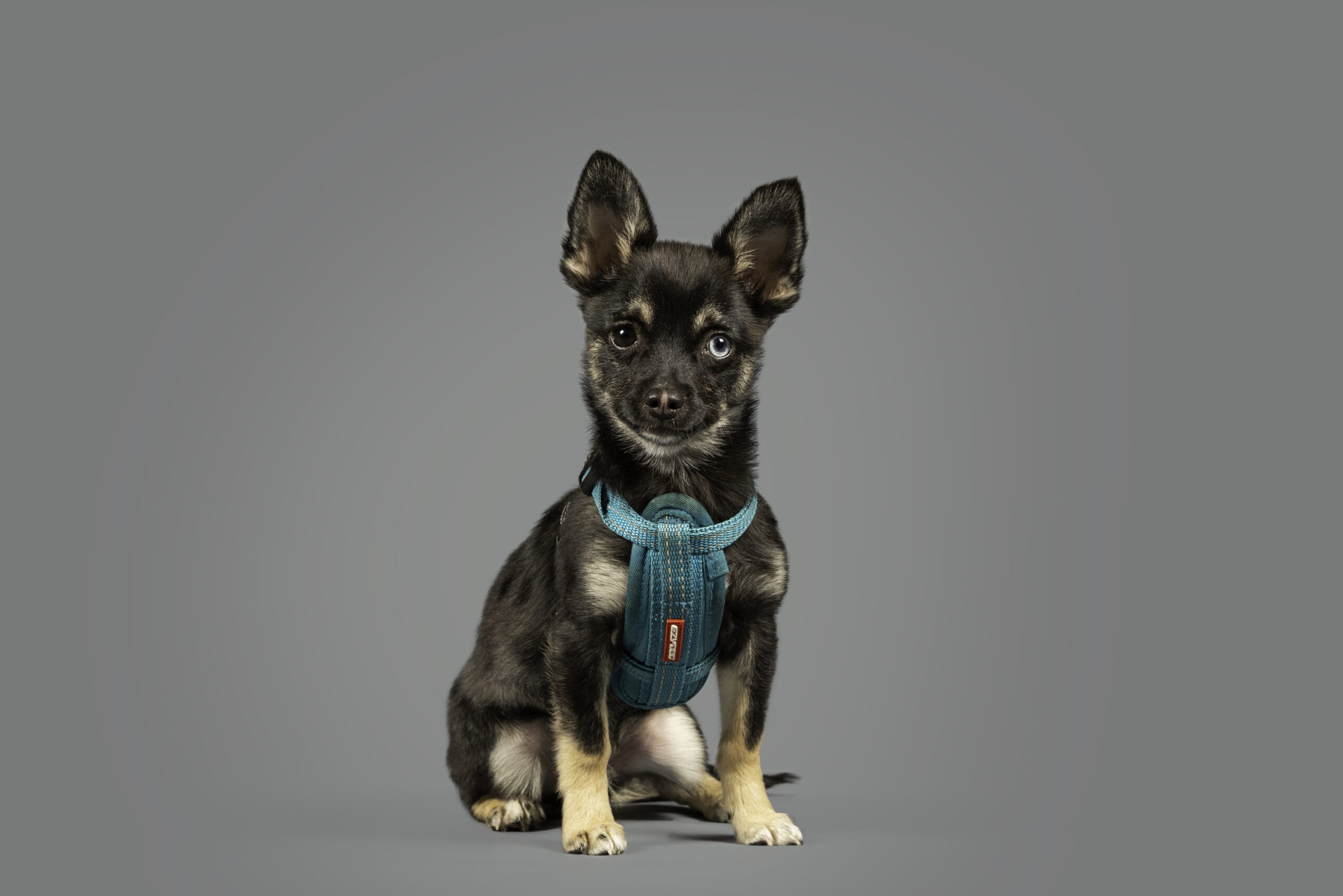 Visit the Doggie Photo Booth for £10 – includes a digital image. Book on the day and capture your pup’s best side!