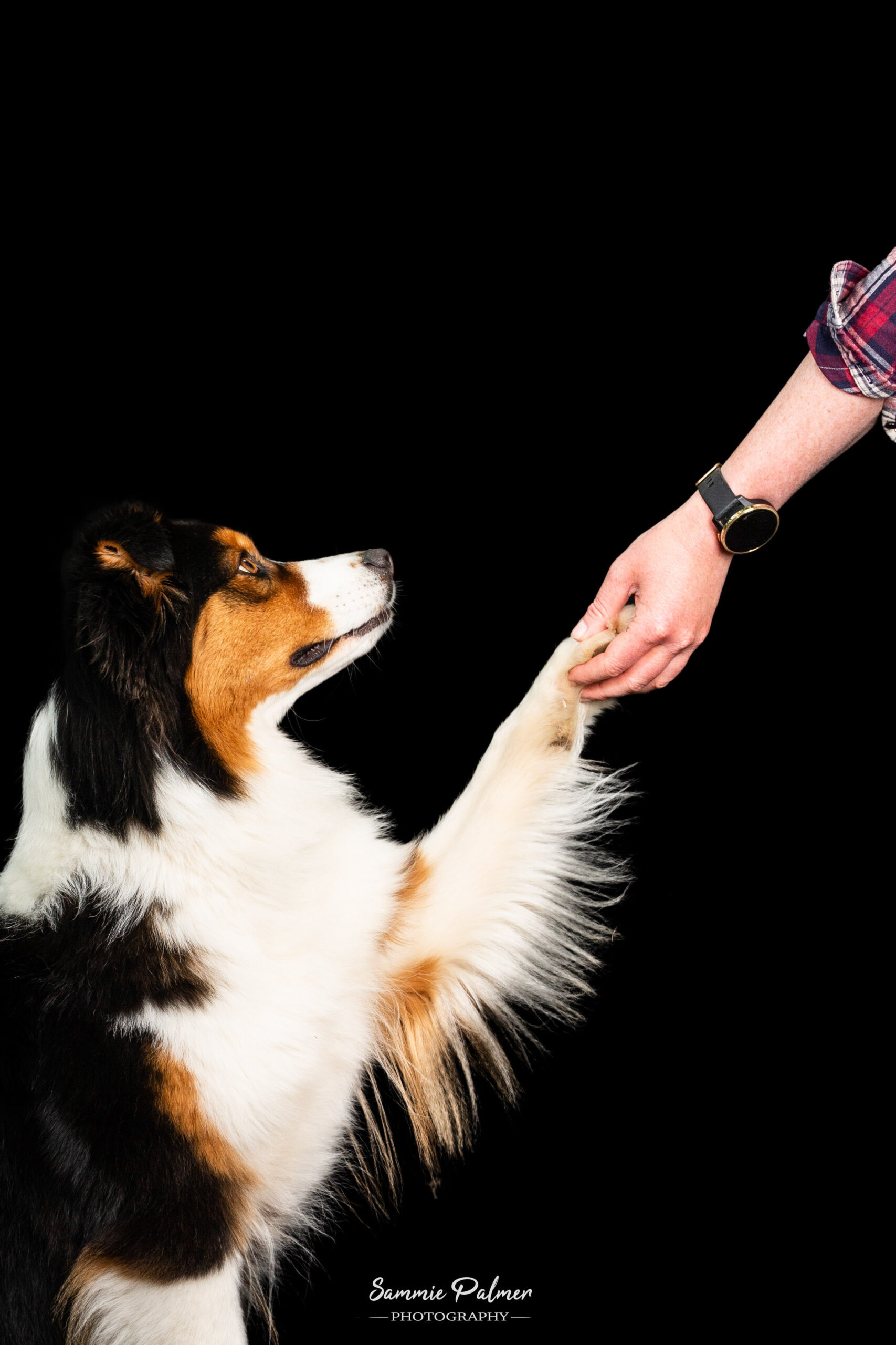 Collie-type dog giving paw to owner during photo session