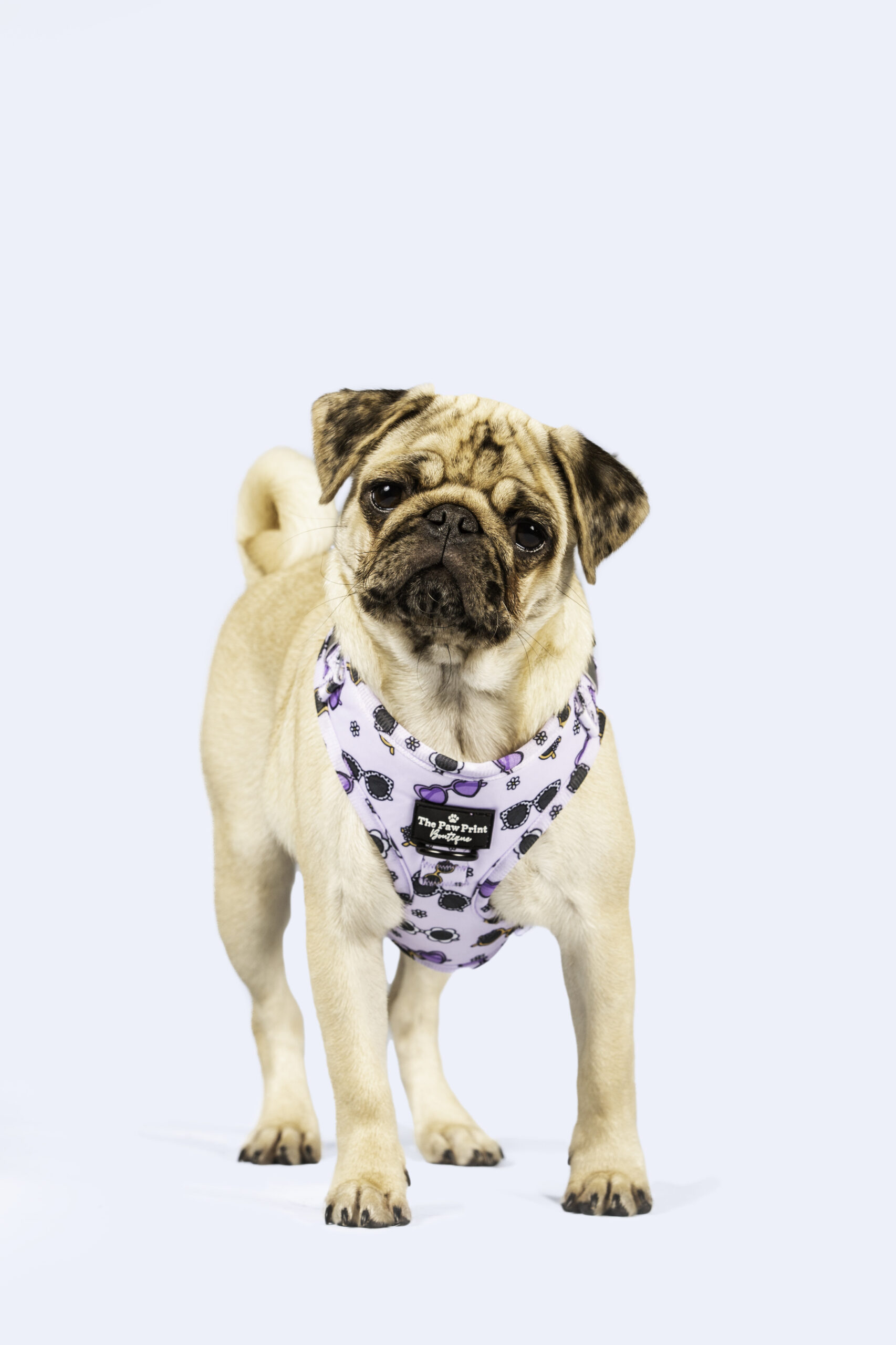 Pug wearing a lilac harness posing in studio at The Big Bark