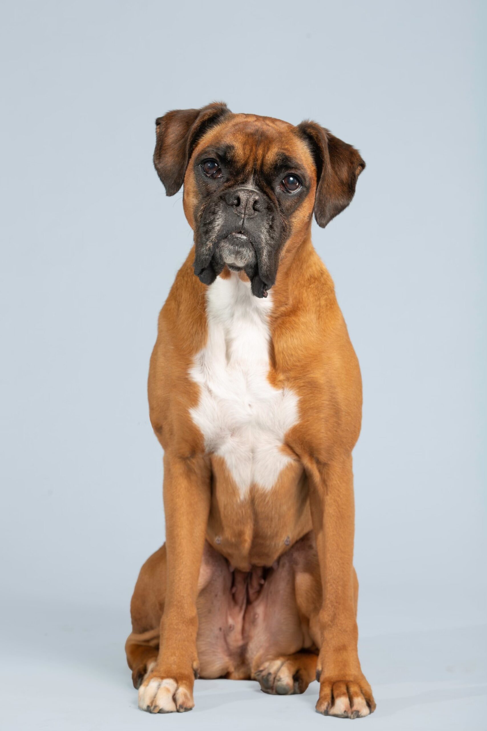 Boxer dog sitting calmly during a Doggie Photo Booth session