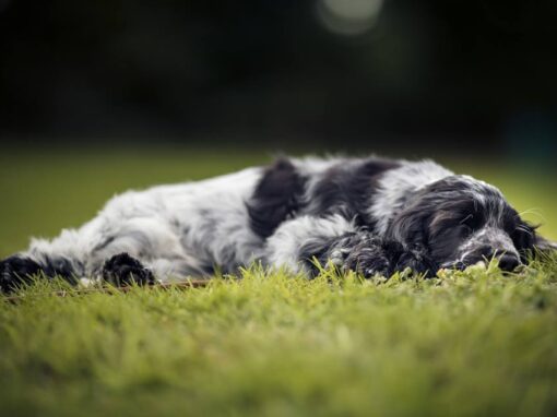 Dog Chill Zone