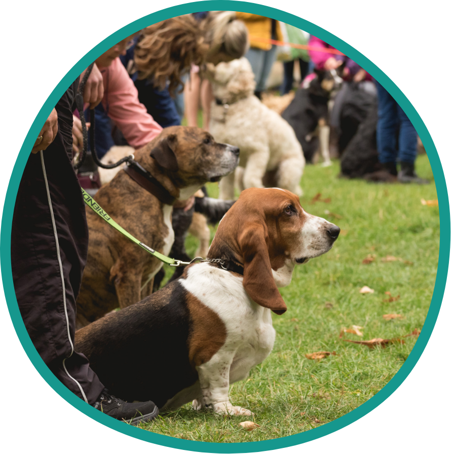 Dog-show Activites