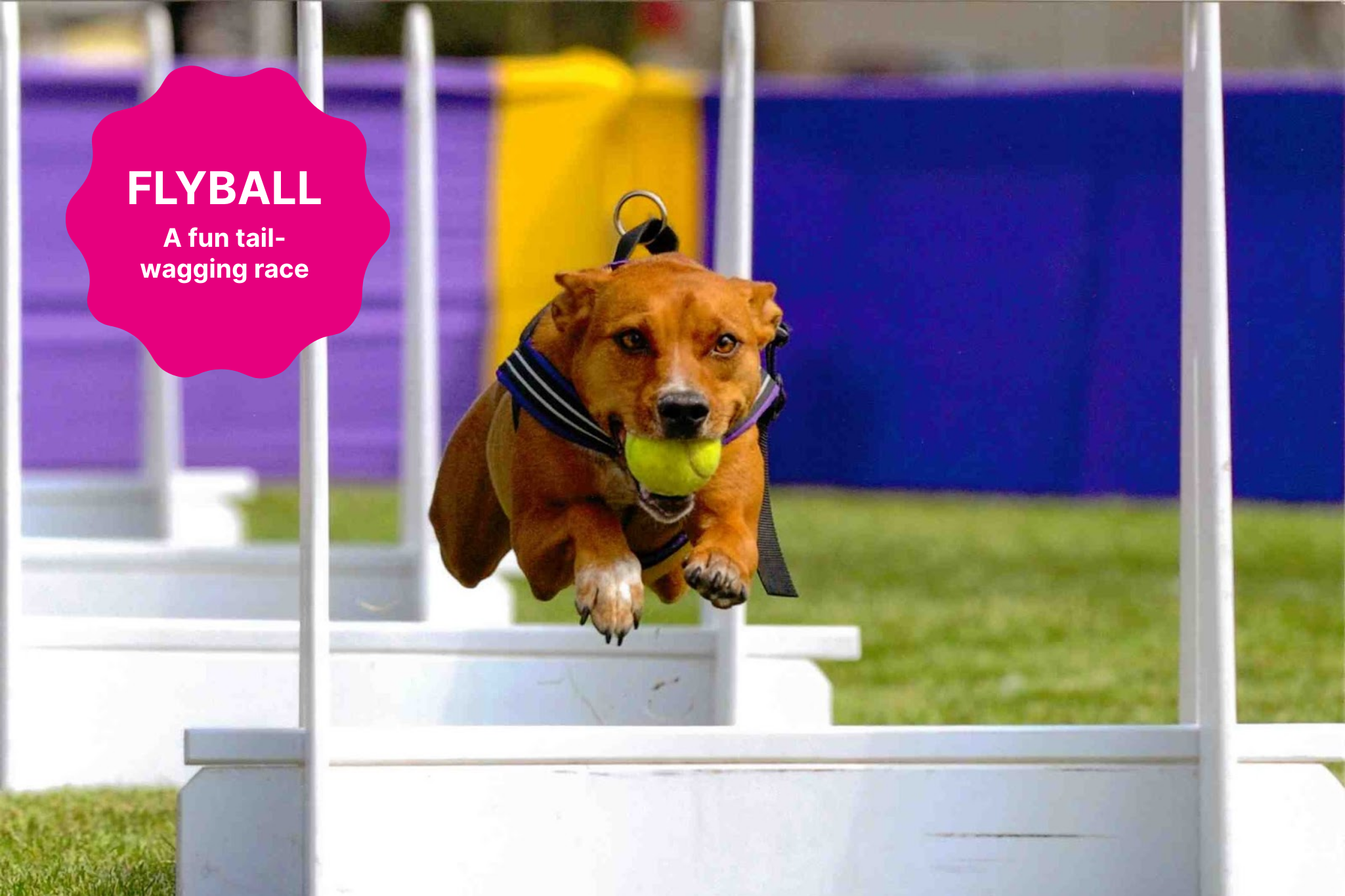 Flyball