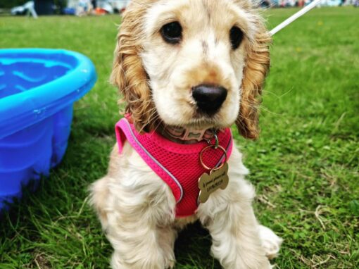 Puppy Zone