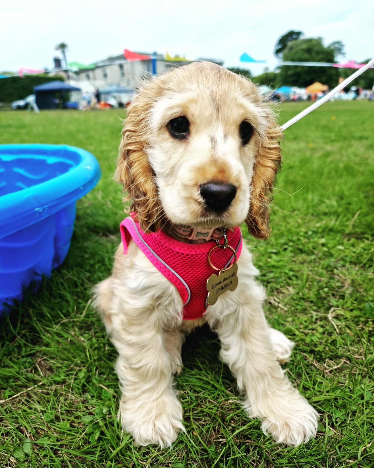 Puppy Photo 1