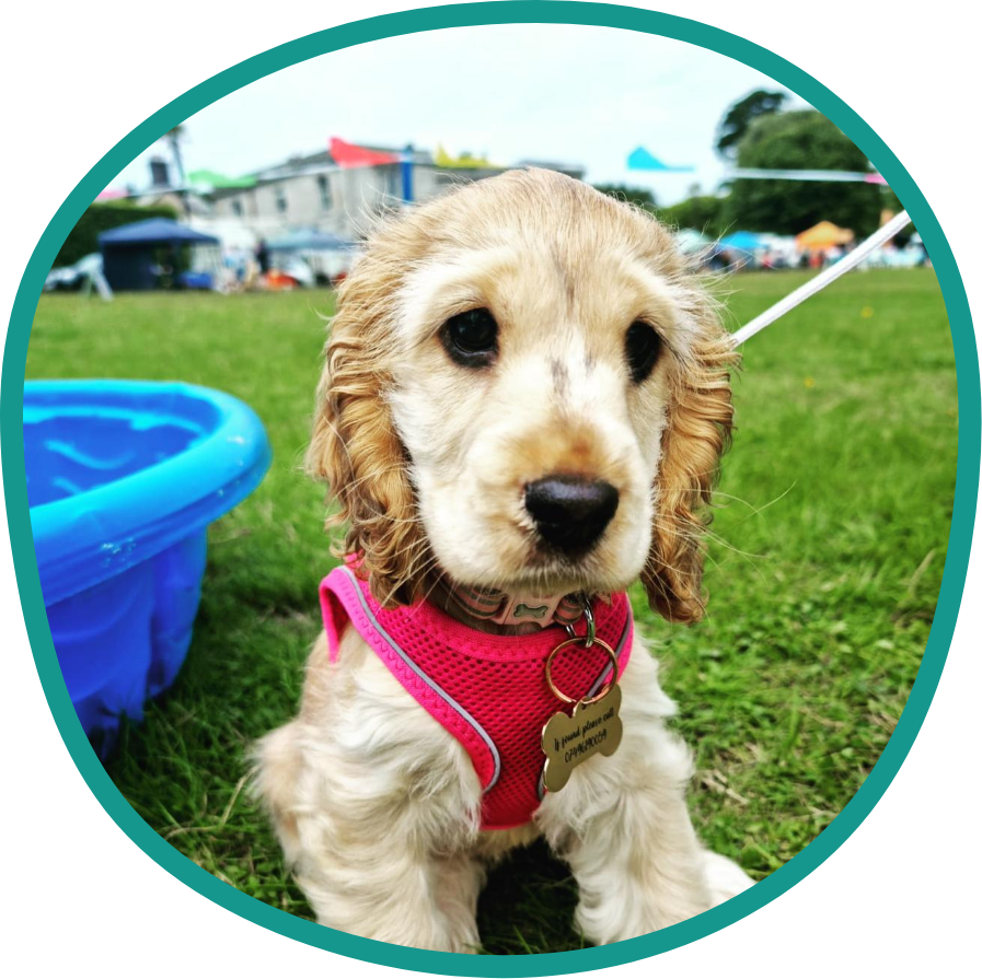 Puppy Zone