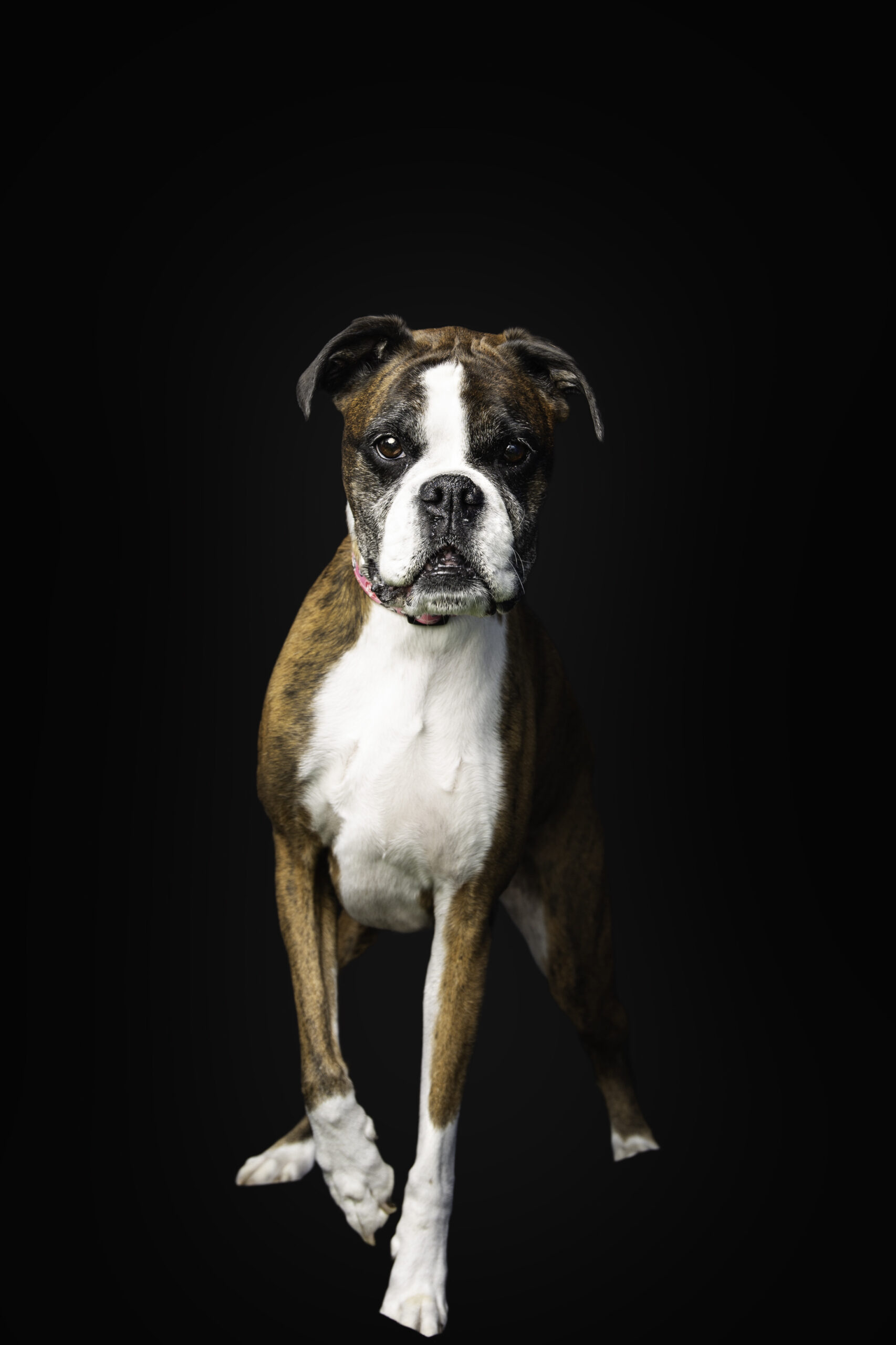 Brindle Boxer dog posing against black background in studio portrait