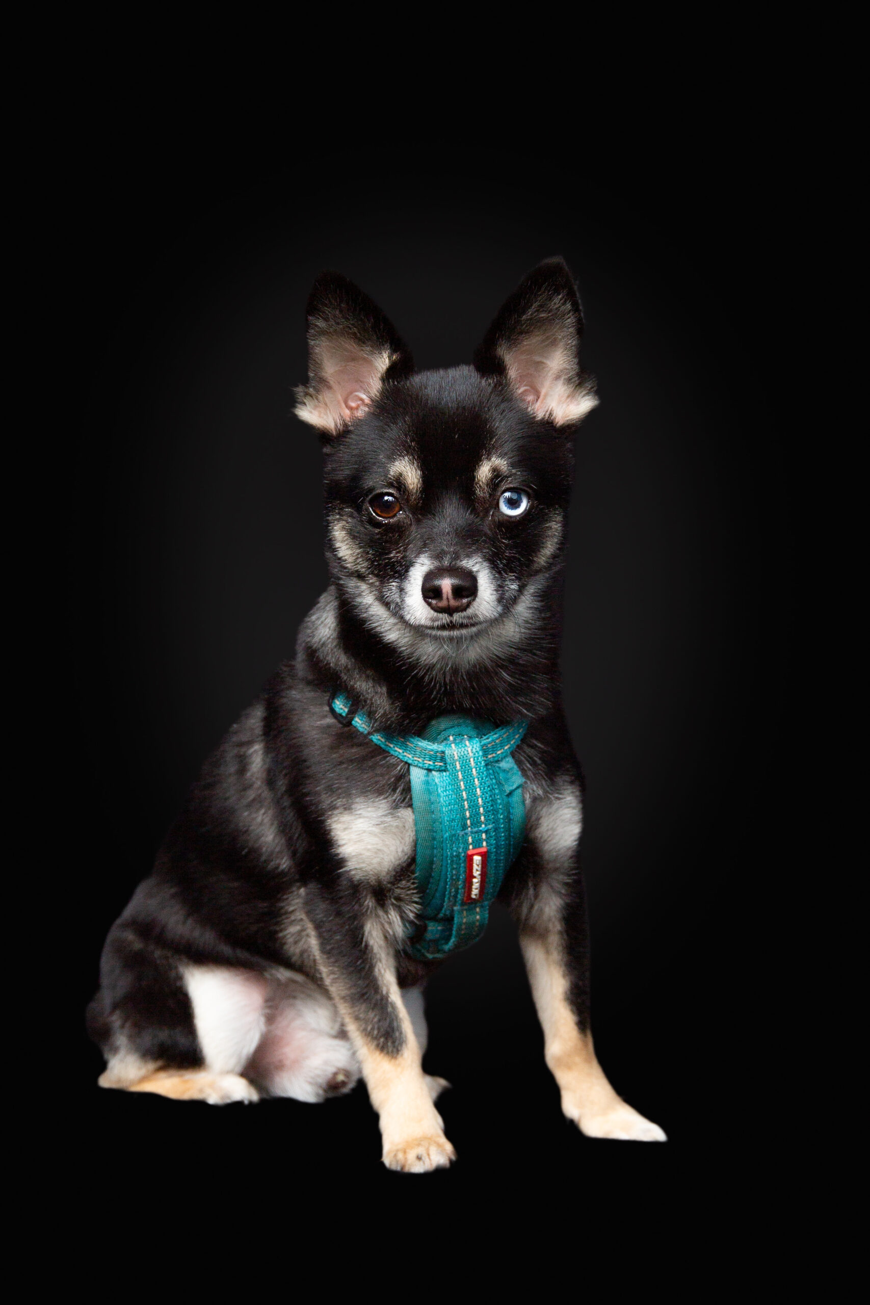 Small dog with one blue eye posing in studio with teal harness