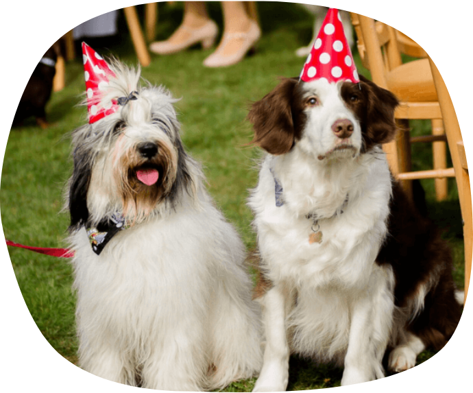Two Dogs with party hats in masked shape