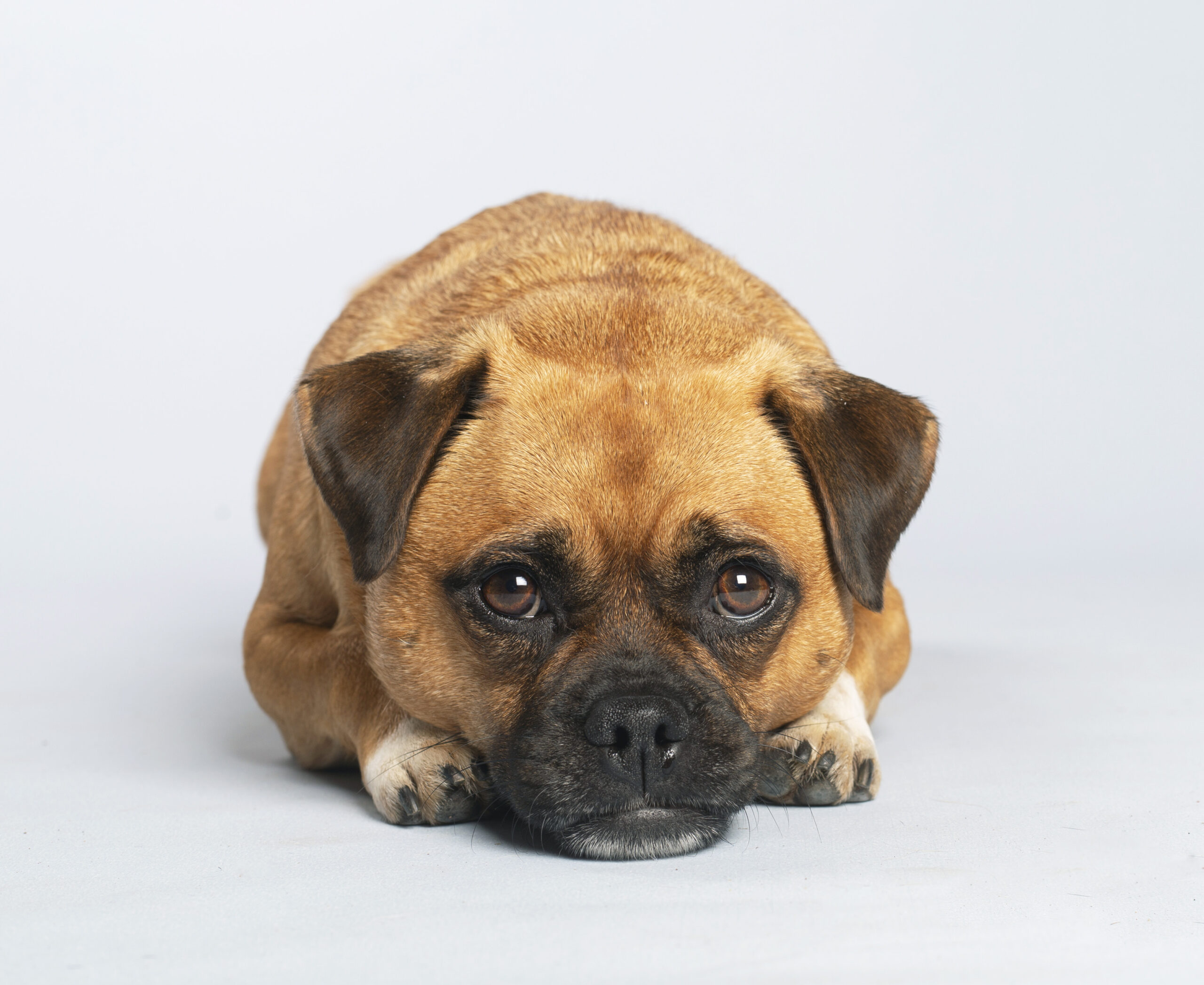 Doggie Photo Booth at The Big Bark – Capture the Paw-fect Moment