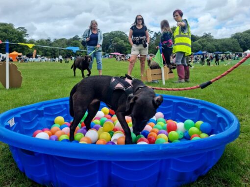 Wags Party Zone
