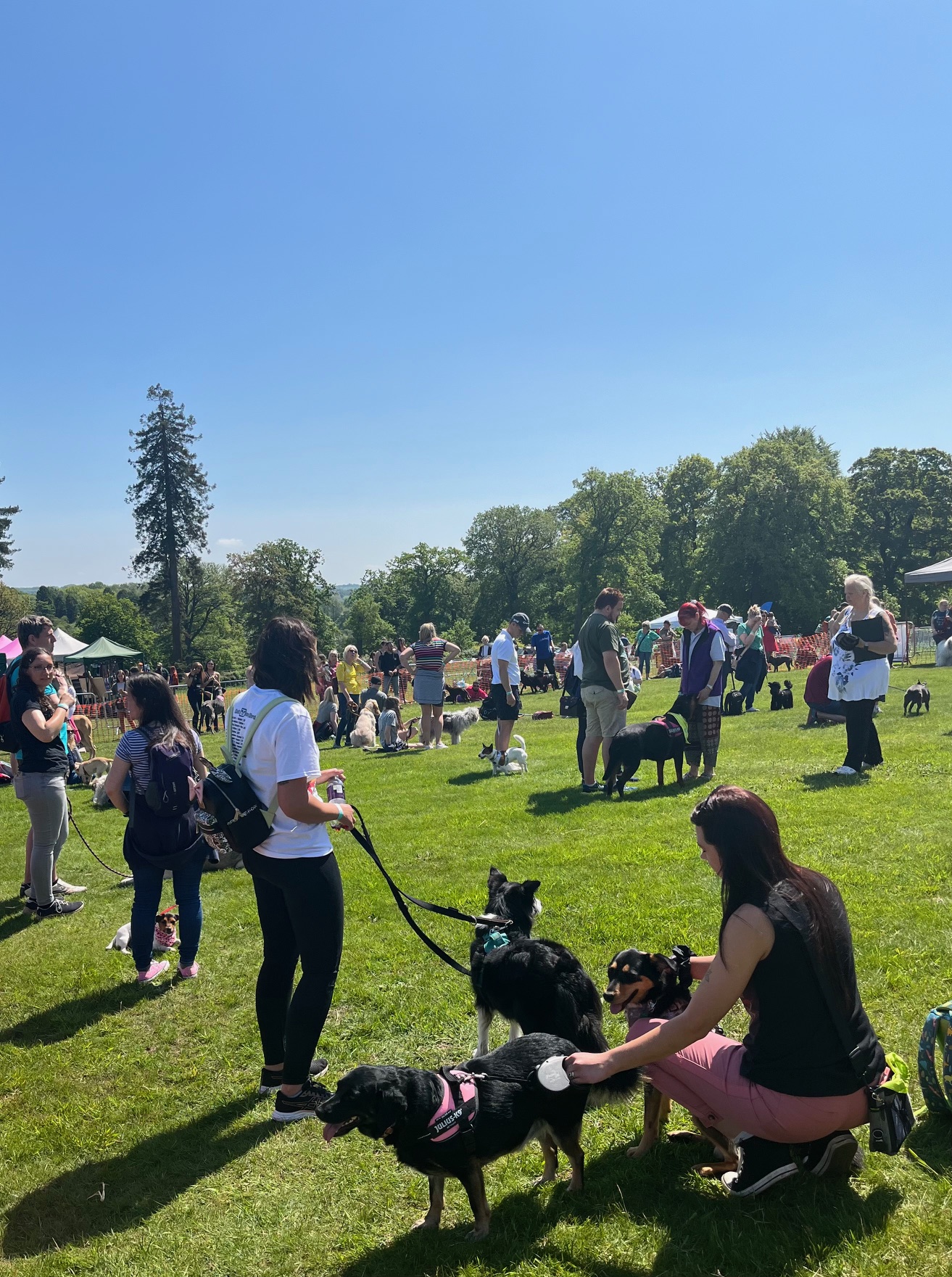 dog show 1