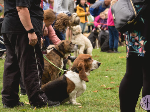 Dog Show & Classes