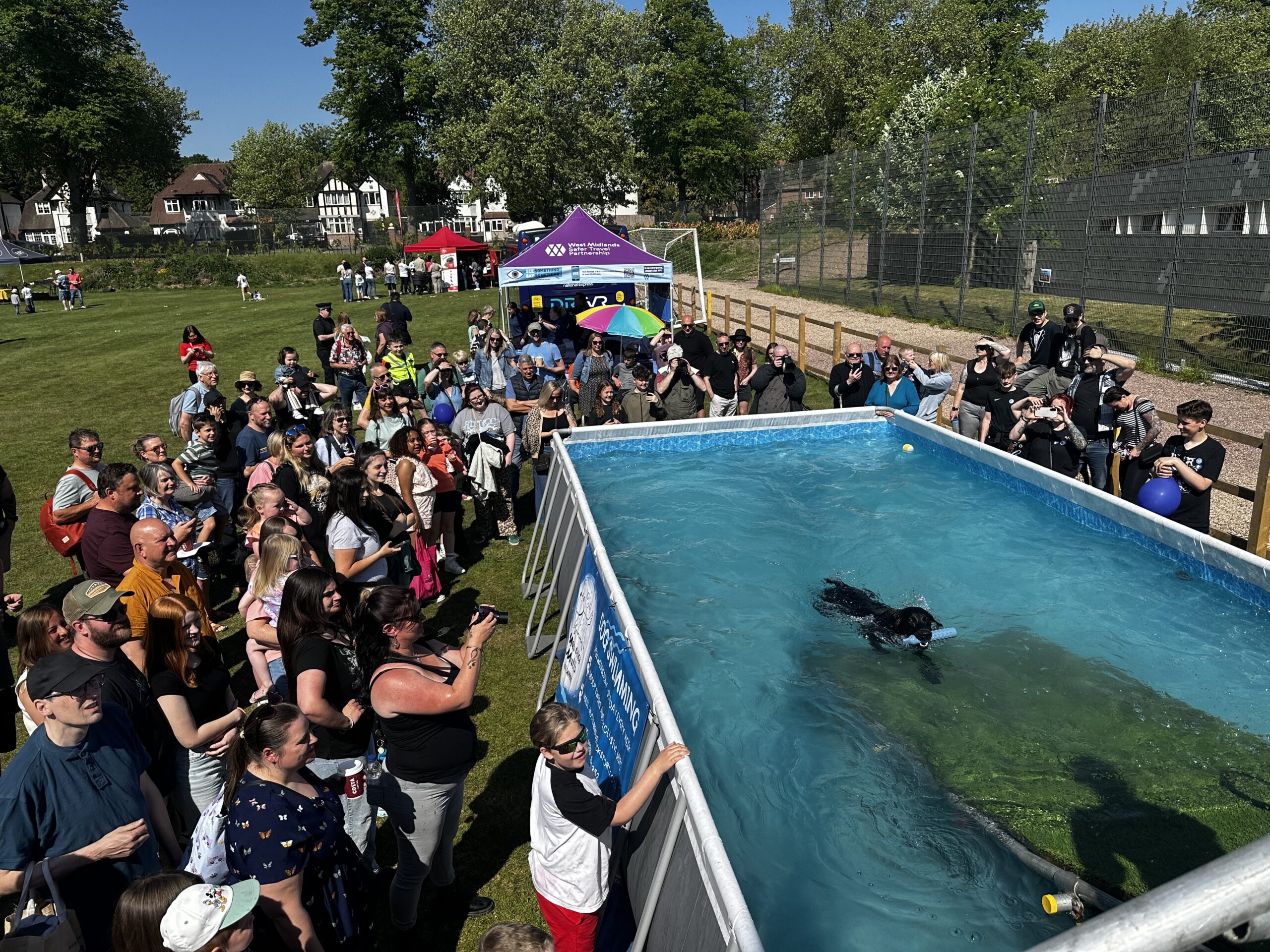 IMG_0141 Maverick Mutts Doggy Pool