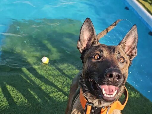 Doggy Pool