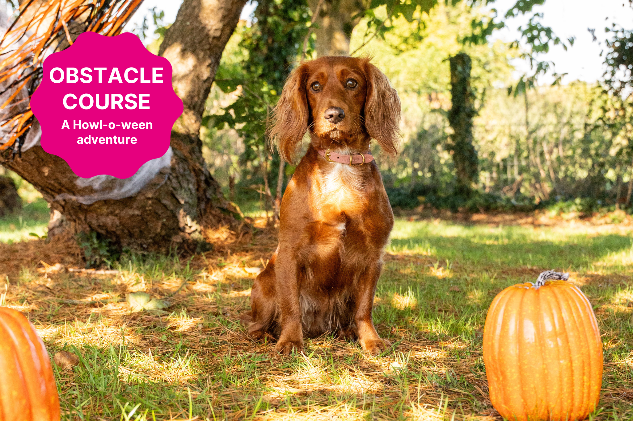 Big Bark Template Howl-o-ween obstacle course