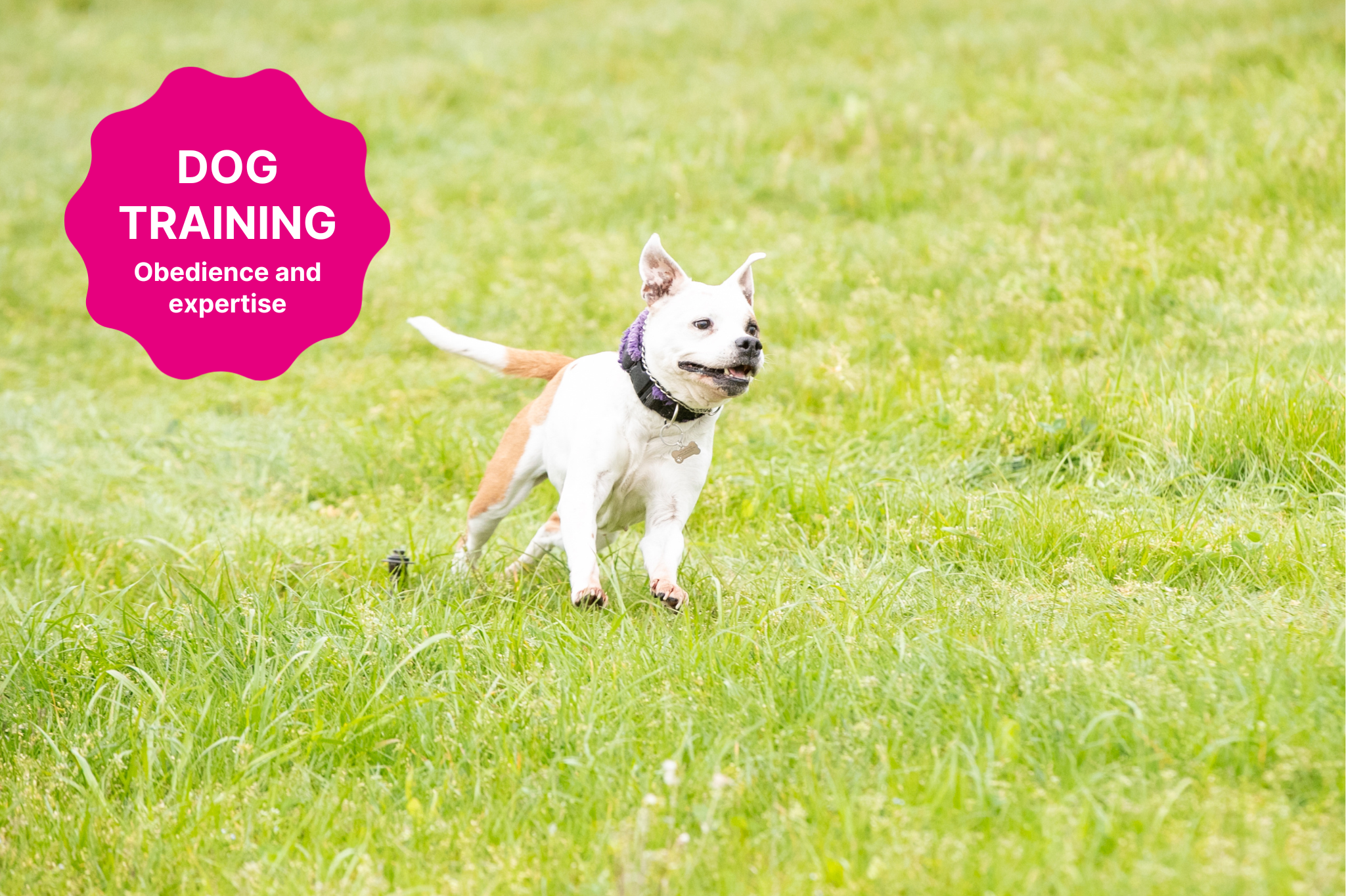 Dog Training Dog Training