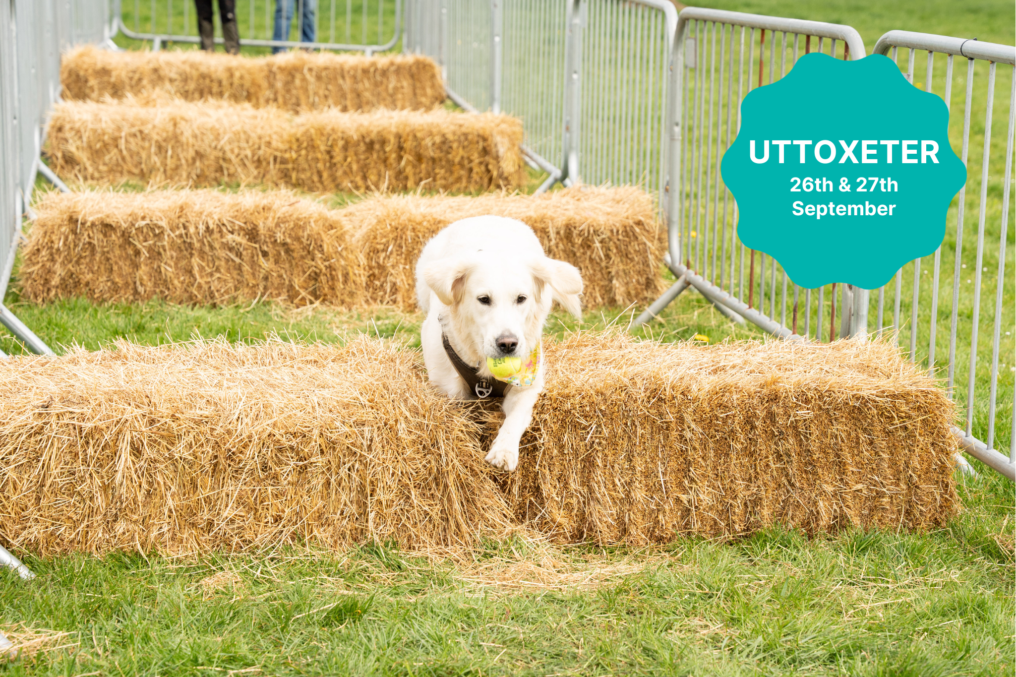 Flyball