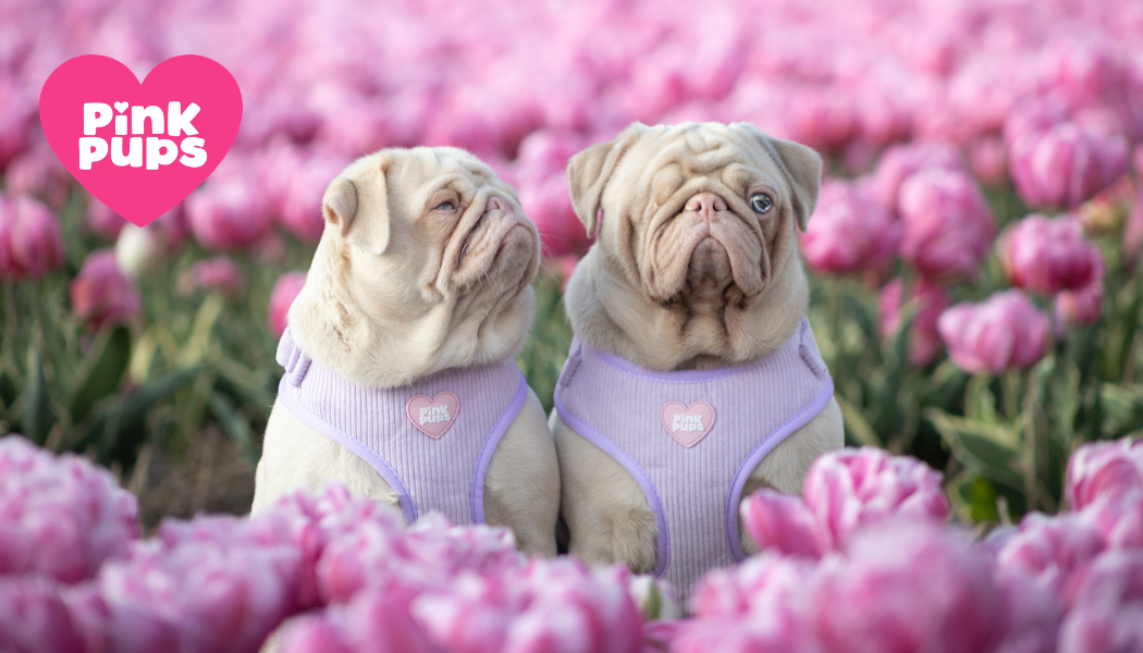 Pink Pups